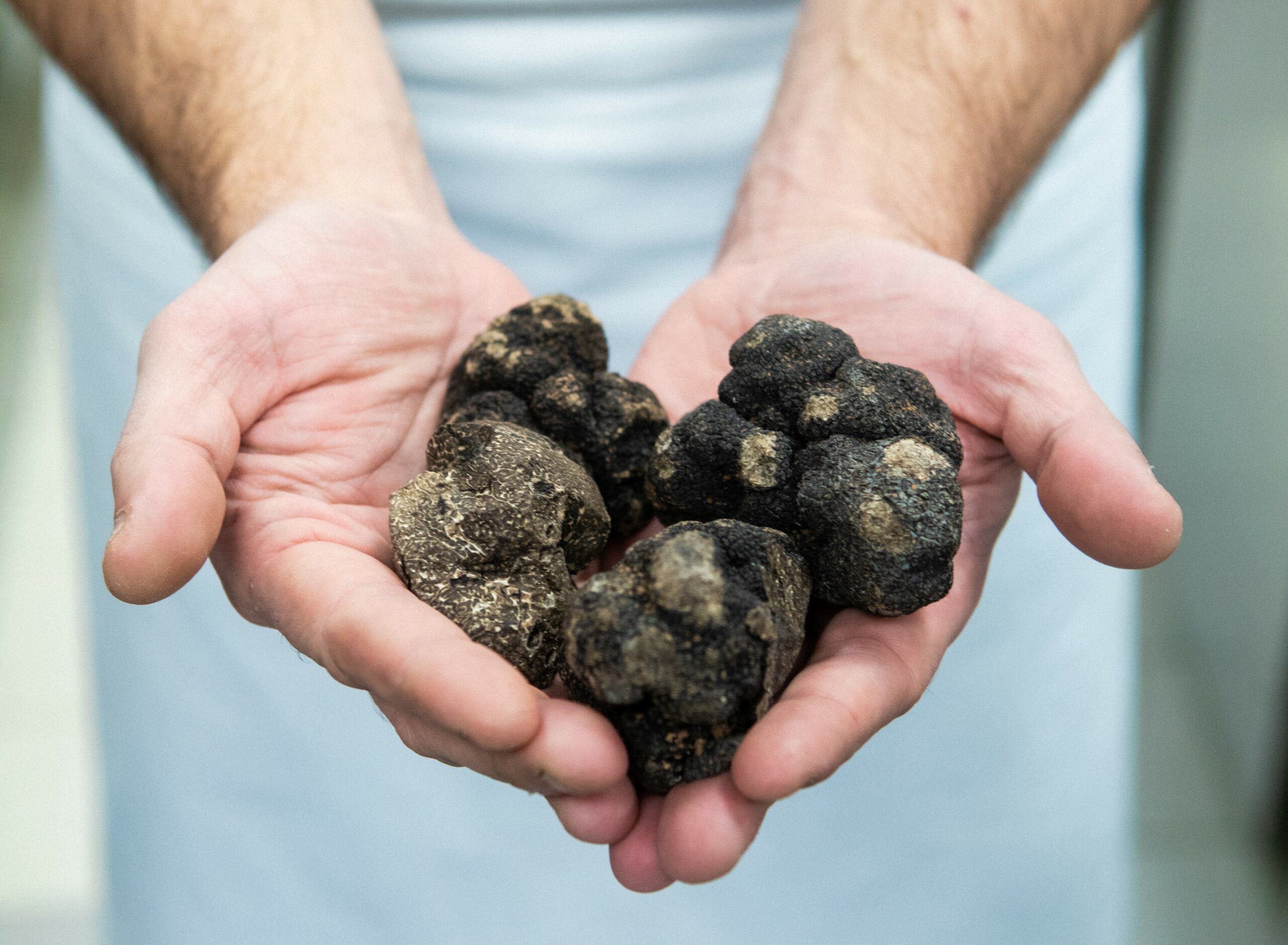 Actualités - La truffe noire dans la cuisine des Ombres