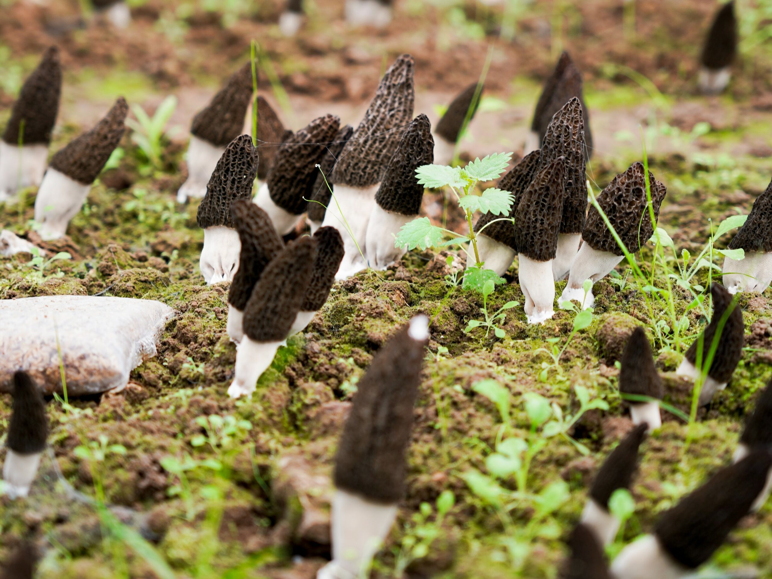 News - The Morels from Vexin, Ferme Beauséjour